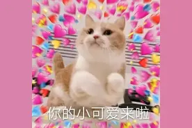 表情包 | 一组猫咪表情包图片图片