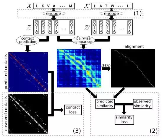 分析氨基酸序列，AI 撬开未知蛋白质功能大门