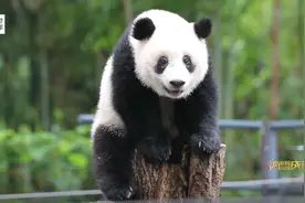 飘洋过海来“养你”图片