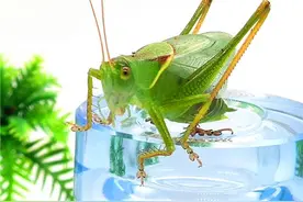 老佟讲鸣虫——扎嘴（鼓翅鸣螽）图片