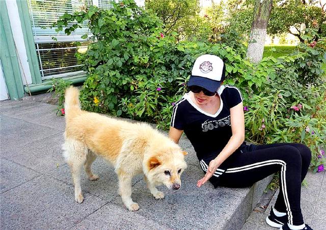 辟谣，狗狗夜间看不见只能靠听声音？并非如此，狗眼夜间还能发光