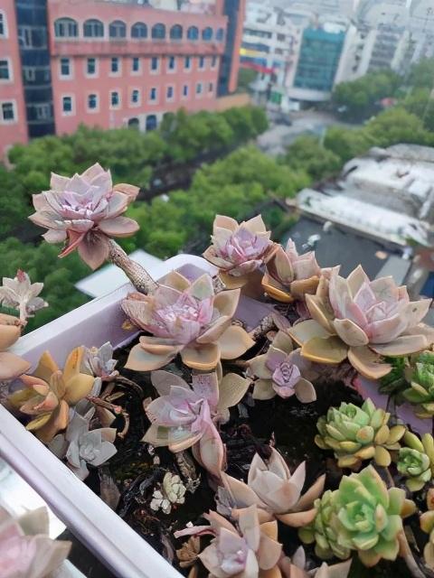 初恋多肉植物大全(多肉植物图片大全)-措必培