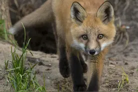 猎人对狐狸举起了枪，但狐狸对猎人一顿卖萌，竟让猎人放下了枪图片