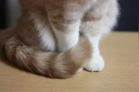 猫咪的小动作暴露它们的心情，看它尾巴就知道啦图片