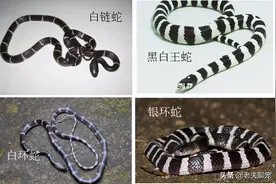 地球最毒蛇之一，亚洲一哥银环蛇，如何与其它“黑白蛇”区分？图片
