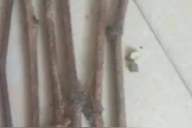 葡萄扦插前种条的剪截图片