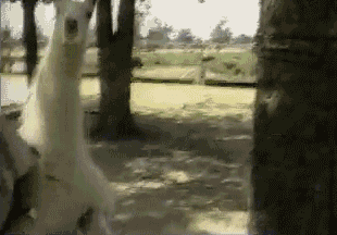 它们，凭本事欠揍