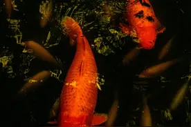 鱼缸过滤器可以关多久？硝化细菌多久开始死亡？图片