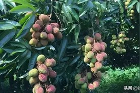 荔枝“妃子笑”，因古代一美女而得名，夏季开吃，有3个注意事项图片