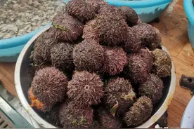 “牛粪寡，马粪肥，鸡粪是个‘大恶鬼’”啥意思？小心施错肥减产图片