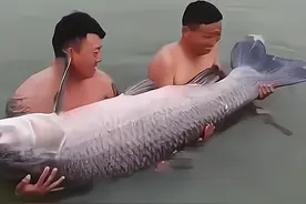 江苏钓鱼人湖中钓起“百斤青鱼”，网友：这算啥，我见过500斤的图片