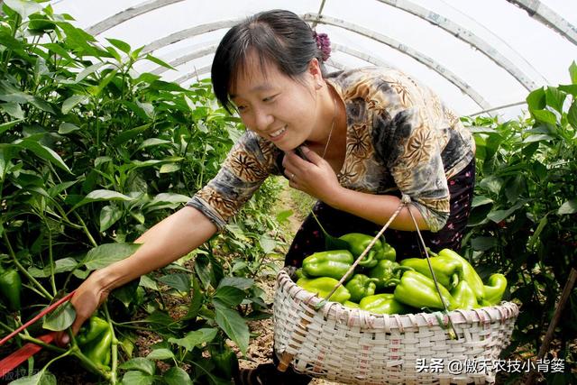 腐植酸、氨基酸、海藻酸、鱼蛋白，如何辨别挑选？各有什么优点？