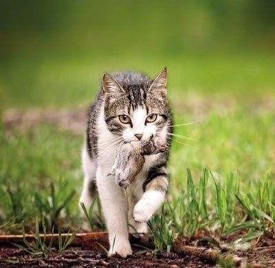 你知道动物性蛋白对猫来说多关键吗？该摄入多少你一定要知道