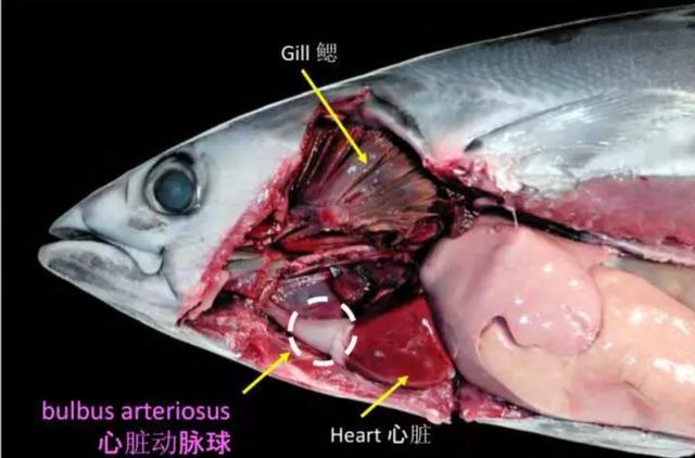 瀹夋厱缂囪兌鍘熻泲鐧借偨鈥斺€斿脊鎬с€佸弻铔嬬櫧锛屽垎浜粰鐖辩殑浜猴紒
