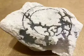 老坑木那冰春手镯料种老肉细：水头十足：全身脱沙木那出奇迹图片