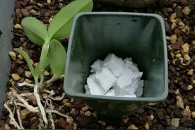 养花不花钱，花盆放4种“小垃圾”，不怕积水，不再烂根图片