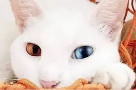 猫狗等宠宠即将步入“伴侣动物”新时代！保护立法工作步伐加快…图片