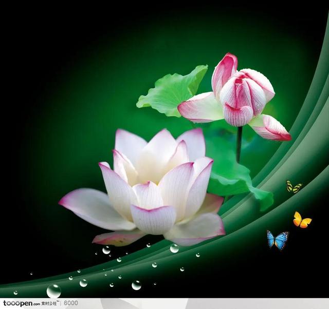 清新唯美的荷花图片欣赏