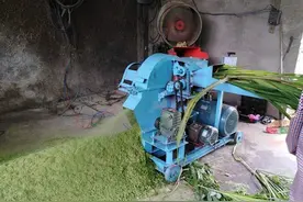 这个猪场利用发酵牧草饲喂土猪肉质好效益高图片