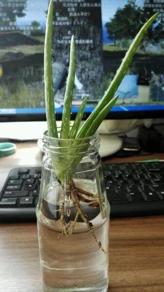 水里还能养芦荟 简单几步 土培变水培
