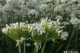 农村老大妈教你正宗韭菜花的家常做法，除了腌韭菜花还有哪些做法图片