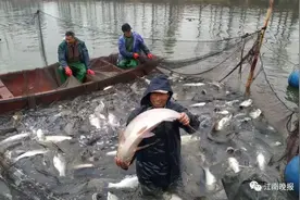 无锡这个湖底有泉眼，曾出产独有的鱼图片
