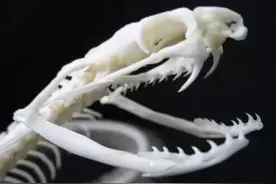 一锄头挖一窝！杭州女子挖出“土地婆”，比五步蛇毒，会遭报复吗图片