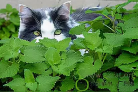 人有海洛因，猫有猫薄荷，狗有癞蛤蟆图片