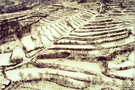 狗王传奇（二）图片