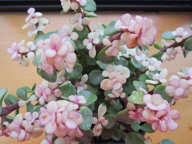 粉绿的雅乐之舞,比其他多肉都皮实,平常要"砍头"长出一大盆有些植物