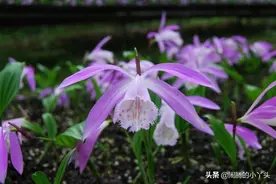 一叶兰花独一无二，叶形浓绿吉祥平安图片