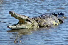 它是世界上最凶的鳄鱼，老虎都是盘中餐，连大白鲨都跑不了图片
