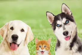 猫可以和狗一起养吗？需要注意些什么？图片