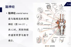 「人体解剖学」颅神经解剖专栏图片