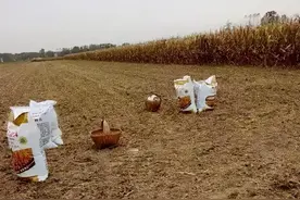 磷肥80%都被浪费了，原因是啥？如何提高磷肥利用率？图片