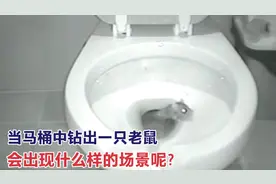 当卫生间的马桶中钻出一只老鼠，会出现什么样的场景呢图片