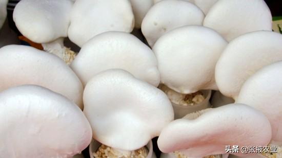 白灵菇的营养与保健价值