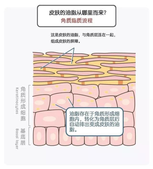 鑱婅亰淇濇箍浜у搧閲岀殑涓昏鎴愬垎