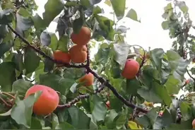 “状元红”崂山蜜杏熟啦，开吃！周末赶紧安排（最全攻略奉上）图片