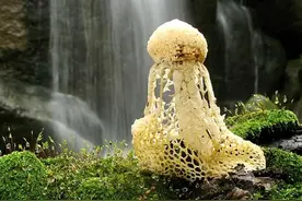 穿网纱裙子的蘑菇，“草八仙”之一，汤鲜味美，有两个部分不能要图片