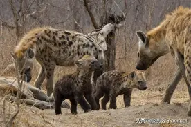 斑鬣狗的交配繁衍，奇怪的知识又增加了图片