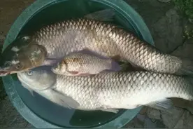 海竿钓草鱼，串钩还是爆炸钩好？水域、鱼情决定作钓方法图片