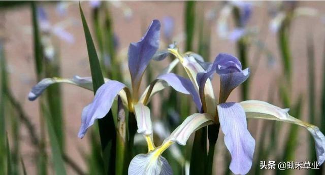 LRIS和IRIS女生英文名,有区别吗？（能被欧洲的宗教皇室建筑上广泛应用的国花鸢尾）