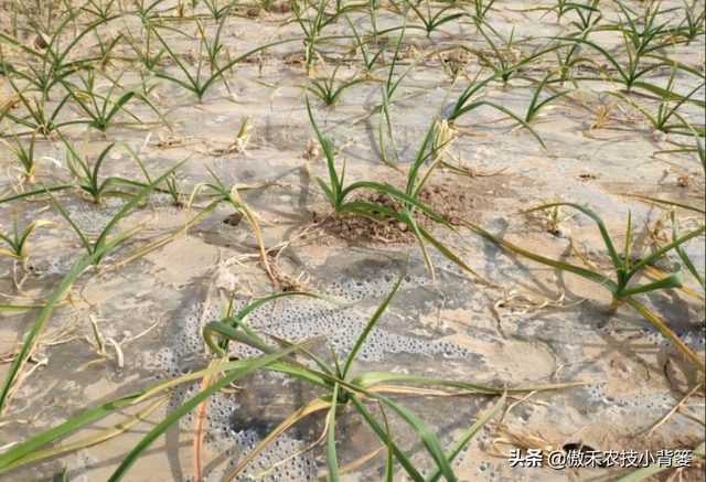 作物药物灌根防治病害效果差？学会这10个用药技巧效果能翻倍