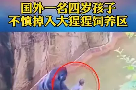 国外一4岁孩子掉入大猩猩饲养区，被猩猩当成玩物，网友：太恐怖图片
