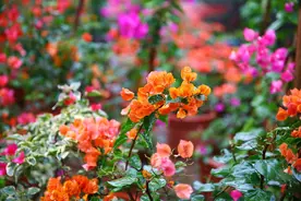 三角梅品种大全，勤花懒花一目了然，总有几种能让你怦然心动图片