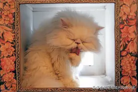 太搞笑了猫咪图片