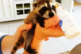 树上掉下浣熊宝宝，她接纳小生命成为家人，见证了一段奇妙的友谊图片