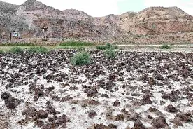 沸石在土壤修复领域的应用图片