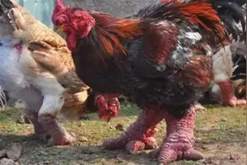 一对鸡爪1万4都拒绝卖，越南东涛鸡凭啥这么贵？我国能引进吗？图片